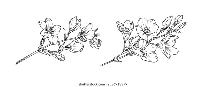 Arreglo de flores de Freesia línea de arte sobre fondo blanco. Silueta freesia botánica dibujado a mano elemento para la boda, diseño de marco de invitación, Ilustración vectorial