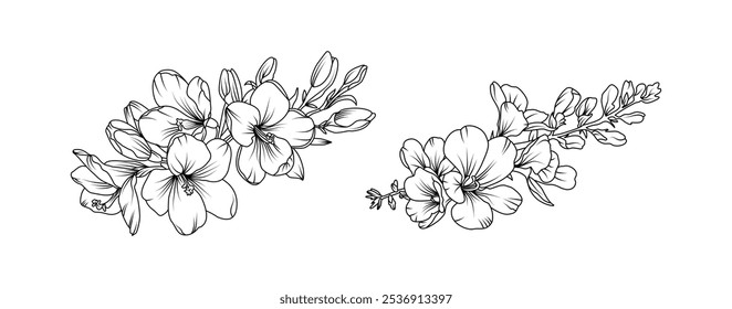 Arreglo de flores de Freesia línea de arte sobre fondo blanco. Silueta freesia botánica dibujado a mano elemento para la boda, diseño de marco de invitación, Ilustración vectorial