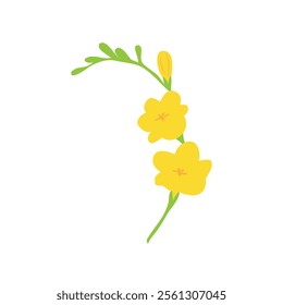 Freesia flower. Blooming floral plant. Spring field wildflower. Blossomed meadow buds, leaves. Delicate fragile gentle summer stem. Botanical flat vector illustration isolated on white background