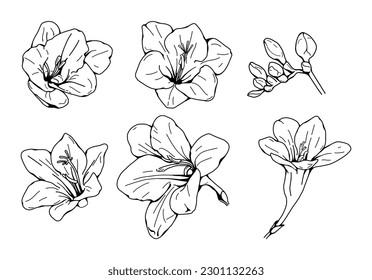 Freesia flower hand drawn vector set
