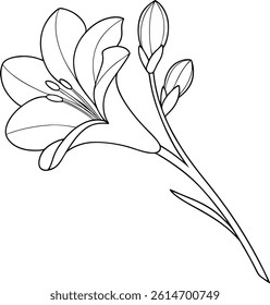 Freesia Flower Illustration With Buds Line Art Botanical Drawing Vector Design