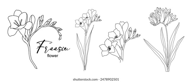 Freesia Blumen Linie Kunst Zeichnung. Handgezeichnete schwarze Tintenskizze. Modernes Design für Tattoo, Hochzeitseinladung, Logo, Karten, Verpackung. Trendige grüne Vektorillustration isoliert auf weißem Hintergrund.