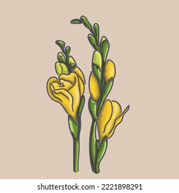 Freesia flower. Made in vector graphics.