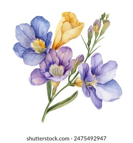 freesia flower vector illustration in watercolor style