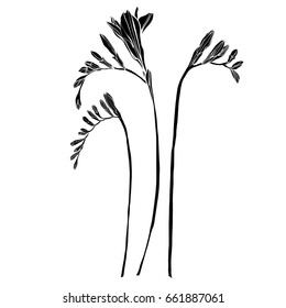 Freesia flowers   vector silhouette collection. Beautiful botanical vector.