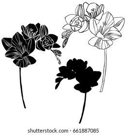 Freesia flowers   vector silhouette collection. Beautiful botanical vector.