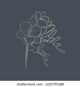 Freesia. Golden outline flower on grey background. Vector illustration.