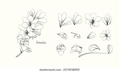 Freesia hand drawing elements of a bouquet 
