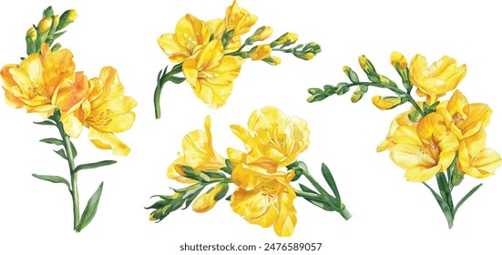 Freesia isolated on white background. Yellow freesia tropical flower. Botanical watercolor vector illustration, floral element for creating postcards