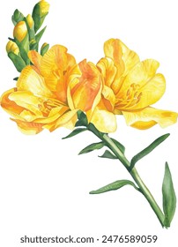 Freesia isolated on white background. Yellow freesia tropical flower. Botanical watercolor vector illustration, floral element for creating postcards