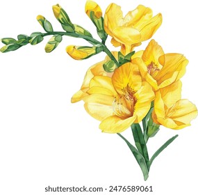 Freesia isoliert auf weißem Hintergrund. Gelbe Freesia tropische Blume. Botanische Aquarell-Vektorillustration, Blumenelement zum Erstellen von Postkarten