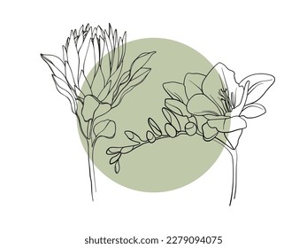 Freesia and Protea Flower with green circle shape on white background. Floral line art. Outline vector flowers. Wedding elegant continuous line drawing.