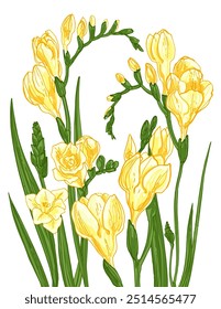 Freesia Sketch of flowers. Flowers vector line drawing. Drawn by a black line on a white background.