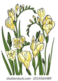 Freesia Sketch of flowers. Flowers vector line drawing. Drawn by a black line on a white background.