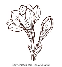 Freesia stem with open flower and unopened bud, curved petals narrow leaves delicate botanical contours, hand drawn vector illustration with graceful vertical growth.