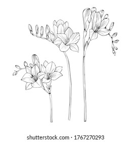 Freesia Vector black and white isolated set of colors.