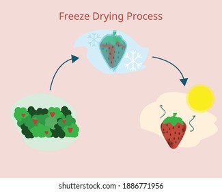 Freeze Drying Process Stock Illustrations, Images & Vectors | Shutterstock