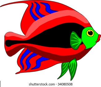 French Angel fish