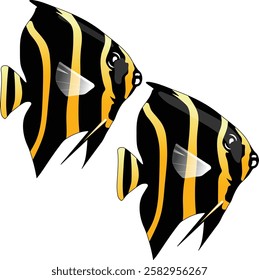 The French angelfish is a striking reef fish found in the western Atlantic. Adults have dark bodies with yellow-edged scales, while juveniles feature bold yellow stripes. Often seen