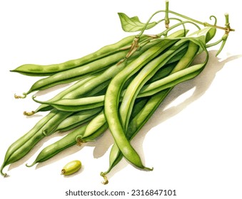 French beans watercolor illustration. Hand drawn underwater element design. Artistic vector marine design element. Illustration for greeting cards, printing and other design projects.