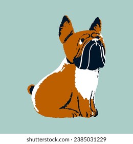 French, English bulldog breed puppy. Purebred doggy with bobtail, cute muzzle, multicolor coat sitting on dog show. Sweet pup. Funny domestic animal, amusing pet. Flat isolated vector illustration.