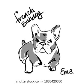 French Buldog Vector Illustration Outline Graphic Stock Vector (Royalty ...