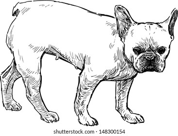 French Bulldog