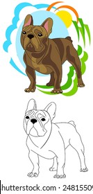 French Bulldog