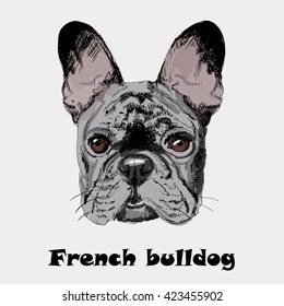 French bulldog 