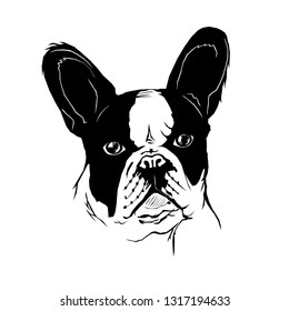 french bulldog, animal muzzle, vector illustration, logo, graphic, monogram