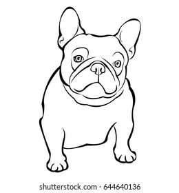 French bulldog background. Vector illustration. Dog, illustration, french