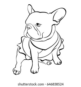 French bulldog background. Vector illustration. Dog, illustration, french