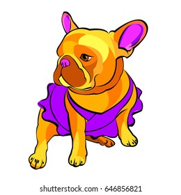 French bulldog background. Vector illustration. Dog, illustration, french