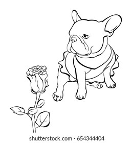 French bulldog background. Vector illustration. Dog, illustration, french