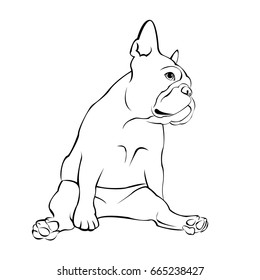 French bulldog background. Vector illustration. Dog, illustration, french