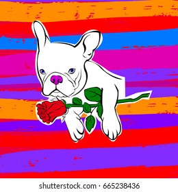 French bulldog background. Vector illustration. Dog, illustration, french