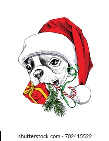 French Bulldog in a big Santa's cap with a Christmas lollipop, gift, fir branch. Vector illustration.