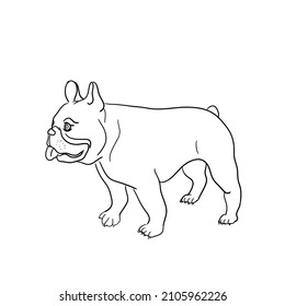 French bulldog black stripes standing and tongue out.Isolated vector illustration on a white background.
