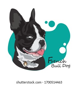 French Bulldog black and white