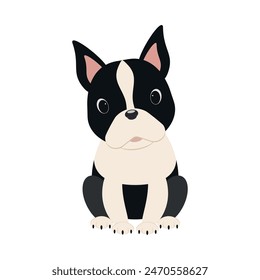 French Bulldog Boston Terrier on a white background. Pets pet.