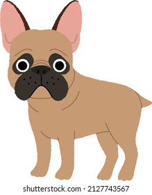 The French Bulldog Is A French Breed Of Companion Dog Or Toy Dog. Dog  Requires Close Contact With Humans. If Left Alone For More Than A Few Hours, They May Experience Separation Anxiety.