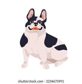 French bulldog breed, cute funny dog. Happy adorable bicolor puppy. Amusing stout doggy, canine animal. Purebred lovely sweet pup with tongue. Flat vector illustration isolated on white background