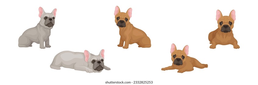 French Bulldog Breed in Different Poses Vector Set