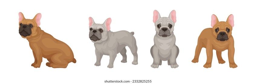 French Bulldog Breed in Different Poses Vector Set