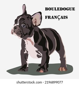 French Bulldog breed dog on a light background