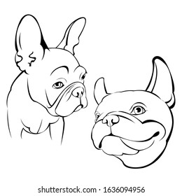 French bulldog.
Cartoon French Bulldog on. Vector illustration.
close up portrait of the domestic dog French Bulldog breed.