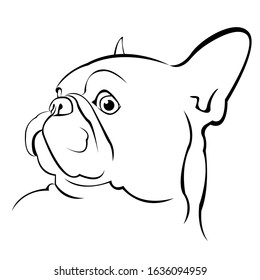 French bulldog.
Cartoon French Bulldog on. Vector illustration.
close up portrait of the domestic dog French Bulldog breed.