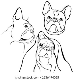 French bulldog.
Cartoon French Bulldog on. Vector illustration.
close up portrait of the domestic dog French Bulldog breed.