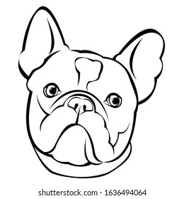 French bulldog.
Cartoon French Bulldog on. Vector illustration.
close up portrait of the domestic dog French Bulldog breed.