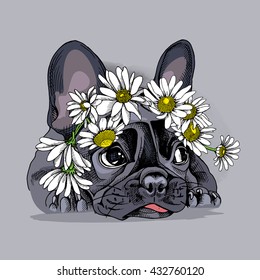 French Bulldog in a Chamomile crown. Vector illustration.